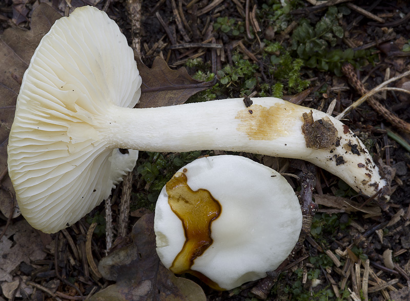 Hygrophorus discoxanthus